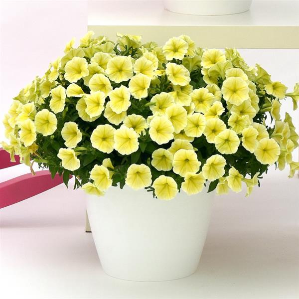 Headliner™ Yellow Petunia - Container