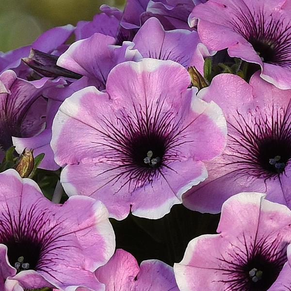 Headliner™ Lavender Picotee Petunia - Bloom