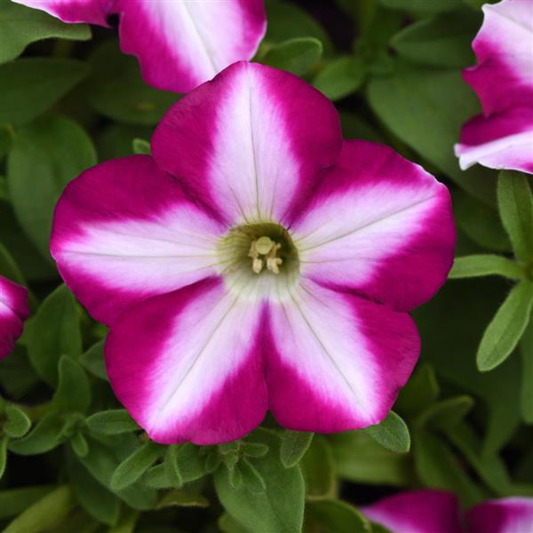 Headliner™ Raspberry Swirl Petunia - Bloom