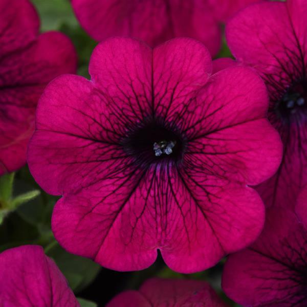 Headliner™ Electric Purple Petunia - Bloom