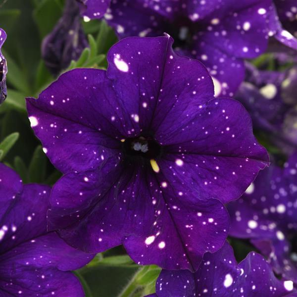 Headliner™ Violet Sky Petunia - Bloom
