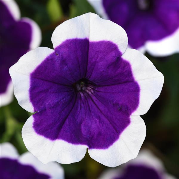 Headliner™ Dark Violet Picotee Petunia - Bloom