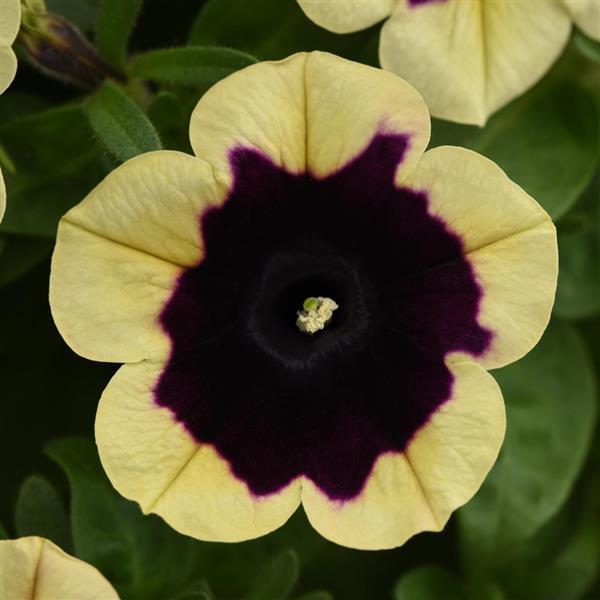 Headliner™ Dark Saturn Petunia - Bloom