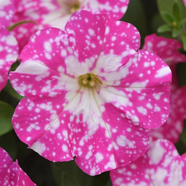 Headliner™ Light Pink Sky Petunia - Bloom