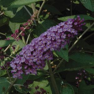Flutterby® Lavender Buddleia - Bloom
