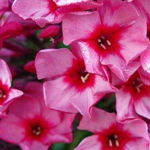 Phlox paniculata Top Shelf Red Caribbean - Bloom