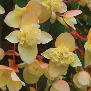 Bon Bon™ Sherbet Begonia - Bloom