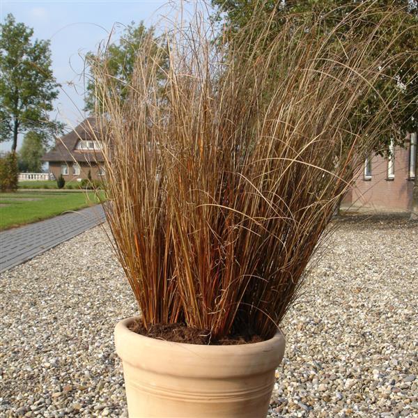 Red Rooster ColorGrass® Carex - Container