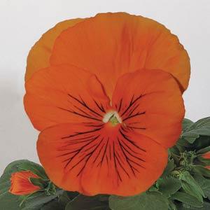 Whiskers Orange Pansy - Bloom