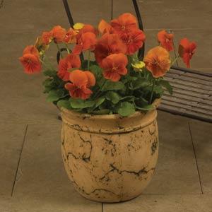 Whiskers Orange Pansy - Container