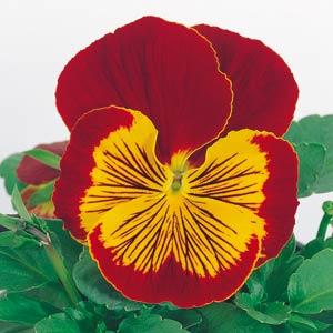 Whiskers Red Gold Pansy - Bloom