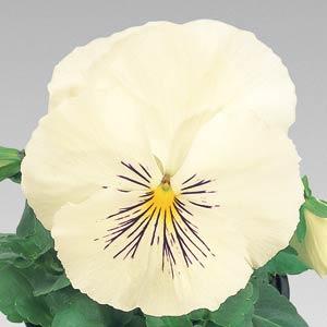 Whiskers White Pansy - Bloom