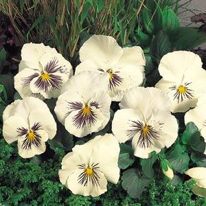 Whiskers White Pansy - Garden