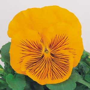 Whiskers Yellow Pansy - Bloom