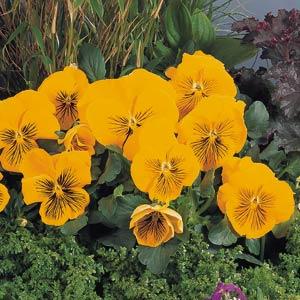 Whiskers Yellow Pansy - Garden