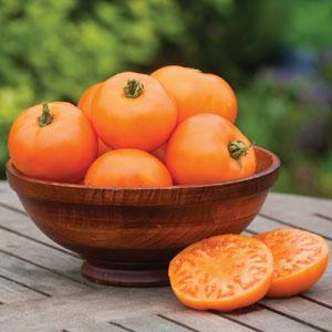 Orange Wellington Tomato - Bloom