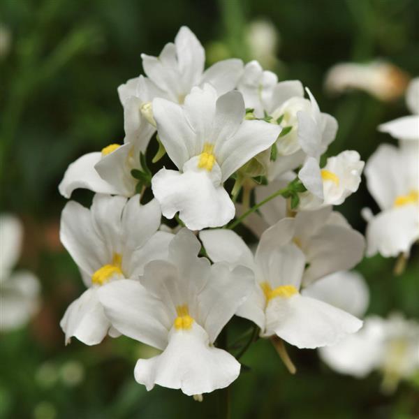 Aromatica™ White Nemesia - Bloom