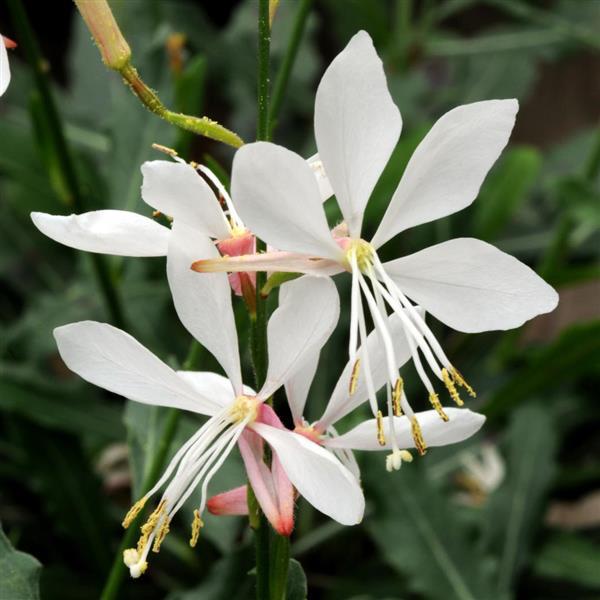 Gaura Sparkle White - Bloom