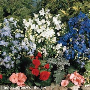 Delphinium Summer Colors Mix - Bloom