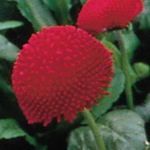 Bellis Tasso Red - Bloom