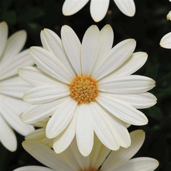 Voltage™ White Osteospermum - Bloom