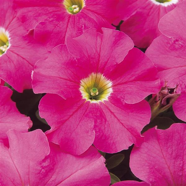 Dreams™ Pink Petunia - Bloom