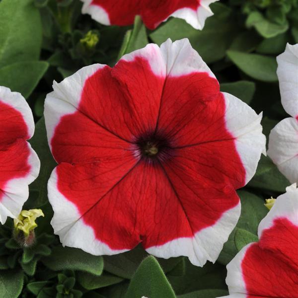 Dreams™ Red Picotee Petunia - Bloom