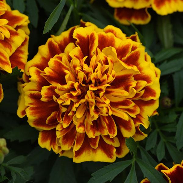 Bonanza™ Bee French Marigold - Bloom