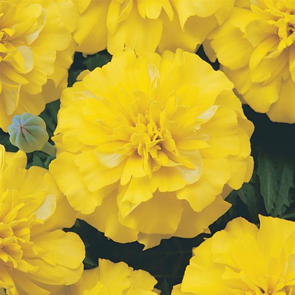 Bonanza™ Yellow French Marigold - Bloom