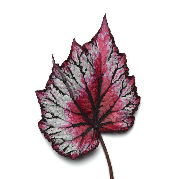 Jurassic™ Pink Splash Rex Begonia - Bloom