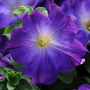 Paparazzi® Midnight Blue Petunia - Bloom