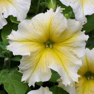 Paparazzi® Glitz Yellow Petunia - Bloom