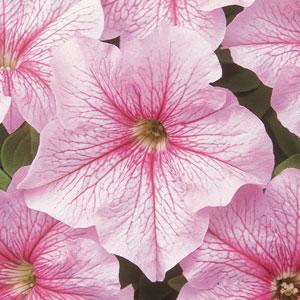 Paparazzi® Glamour Pink Petunia - Bloom