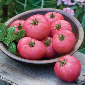 Big Pink Tomato - Bloom