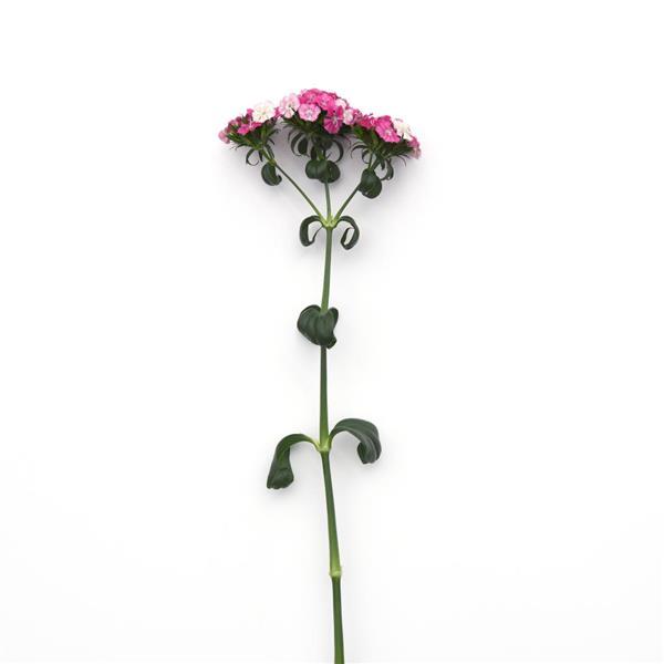 Amazon™ Rose Magic Dianthus - Single Stem, White Background