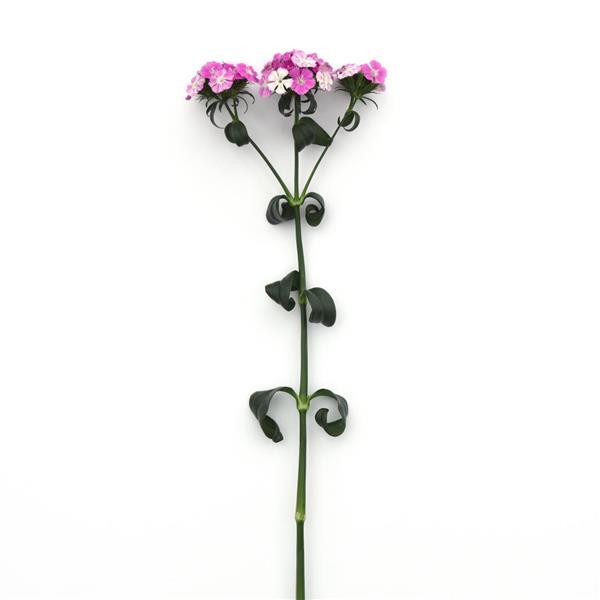 Amazon™ Lavender Magic Dianthus - Single Stem, White Background