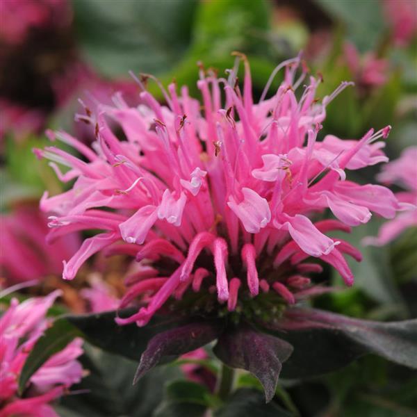 Monarda Balmy™ Pink - Bloom