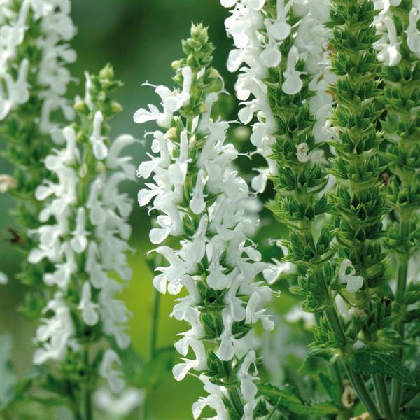 Salvia nemorosa Lyrical™ White - Bloom