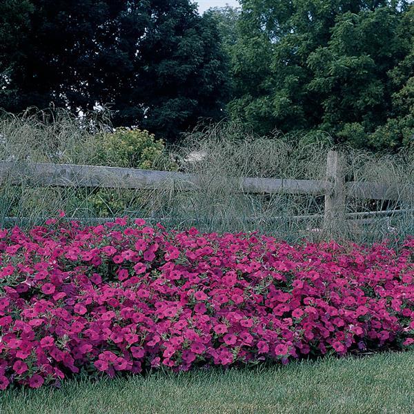 Tidal Wave® Hot Pink Spreading Petunia - Commercial Landscape 2