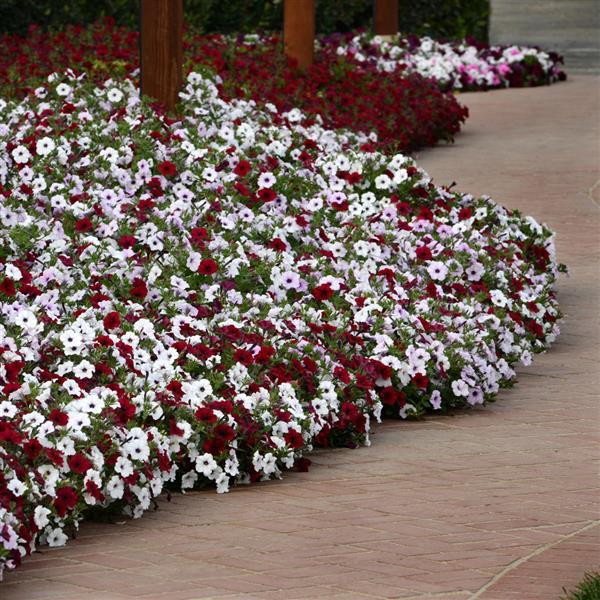Tidal Wave® Red Velour Spreading Petunia - Commercial Landscape 2