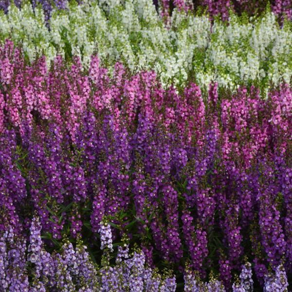 Serenita® Purple Angelonia - Landscape