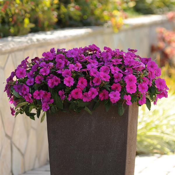 Bounce™ Violet Interspecific Impatiens - Container