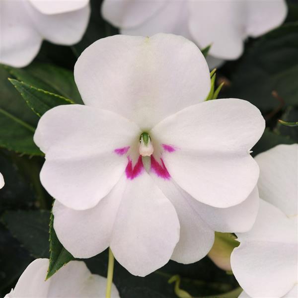 Bounce™ White Interspecific Impatiens - Bloom