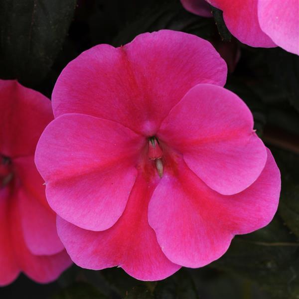 Bounce™ Pink Flame Interspecific Impatiens - Bloom