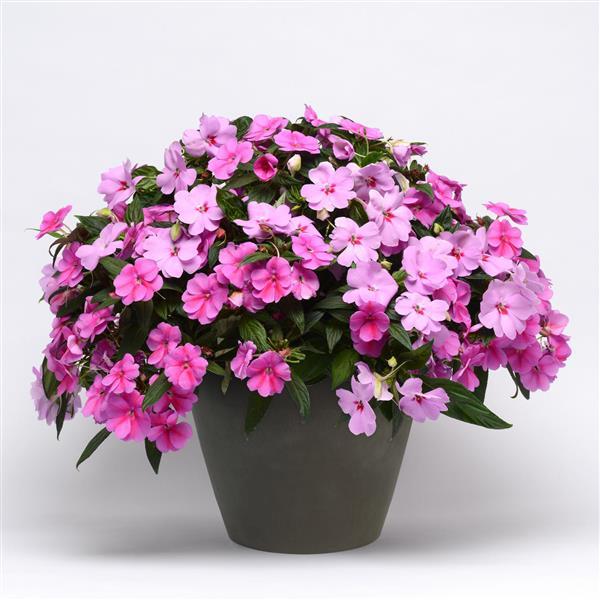 Bounce™ Pink Flame Interspecific Impatiens - Container