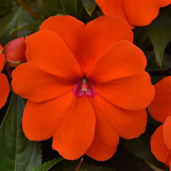 ColorPower™ Orange New Guinea Impatiens - Bloom