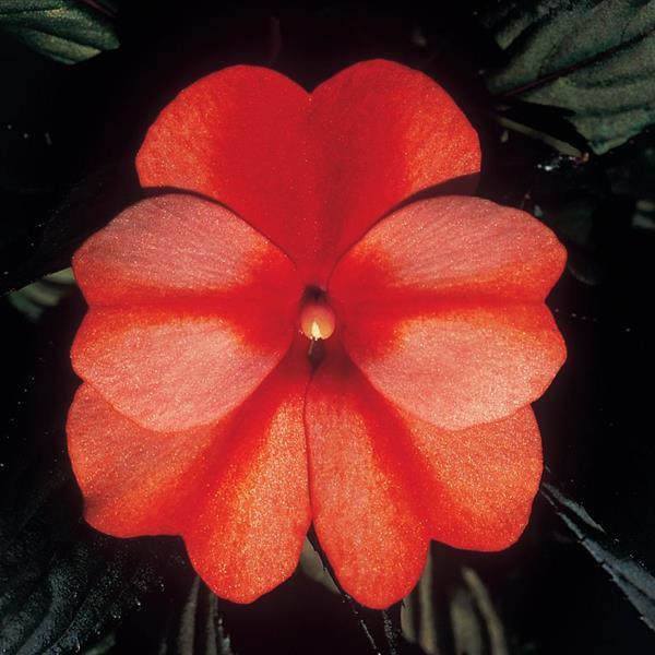 ColorPower™ Orange Flame New Guinea Impatiens - Bloom