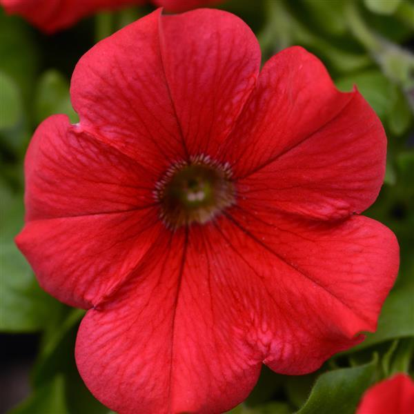 Starlet™ Red Petunia - Bloom