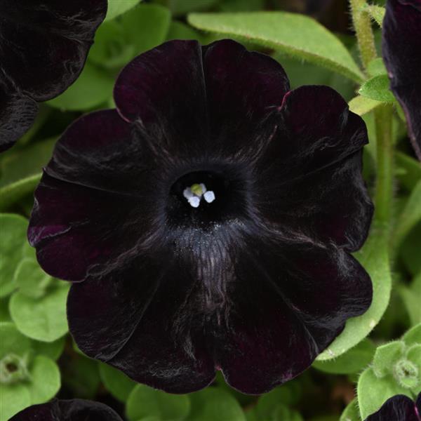 Starlet™ Velvet Petunia - Bloom