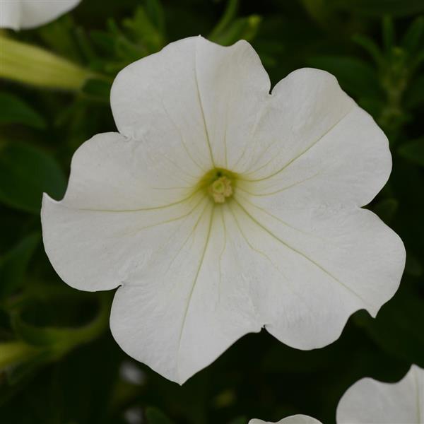 Starlet™ White Petunia - Bloom